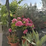 Lavanda Apartma *
