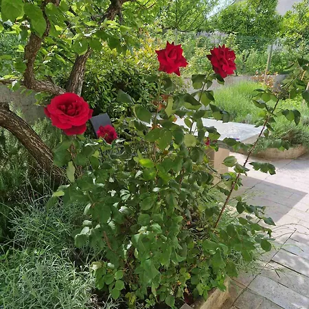 Lavanda Lejlighed Izola